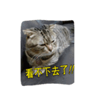 DiDi show（個別スタンプ：5）