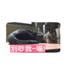 DiDi show（個別スタンプ：7）