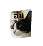 kumpa is a cat（個別スタンプ：2）