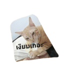 kumpa is a cat（個別スタンプ：3）