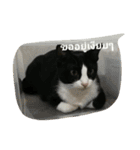 kumpa is a cat（個別スタンプ：5）