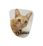 kumpa is a cat（個別スタンプ：6）