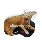 kumpa is a cat（個別スタンプ：7）