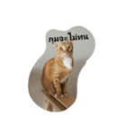 kumpa is a cat（個別スタンプ：8）