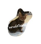 kumpa is a cat（個別スタンプ：10）