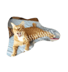 kumpa is a cat（個別スタンプ：11）