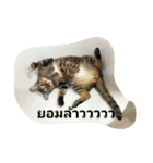 kumpa is a cat（個別スタンプ：12）