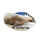 kumpa is a cat（個別スタンプ：13）