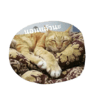 kumpa is a cat（個別スタンプ：14）