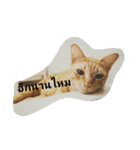 kumpa is a cat（個別スタンプ：15）
