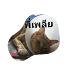 kumpa is a cat（個別スタンプ：16）