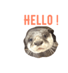 cidder the otter（個別スタンプ：1）