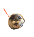 cidder the otter（個別スタンプ：2）