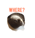 cidder the otter（個別スタンプ：4）