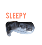 cidder the otter（個別スタンプ：5）