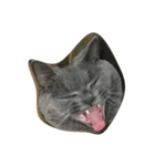 Britishshorthair salan（個別スタンプ：1）