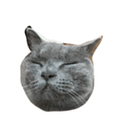Britishshorthair salan（個別スタンプ：2）