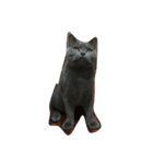 Britishshorthair salan（個別スタンプ：3）