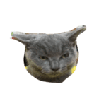 Britishshorthair salan（個別スタンプ：5）