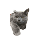 Britishshorthair salan（個別スタンプ：7）