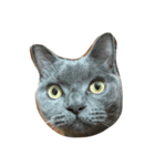 Britishshorthair salan（個別スタンプ：8）