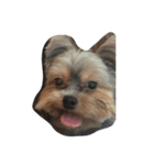 swag yorkie（個別スタンプ：1）