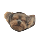 swag yorkie（個別スタンプ：2）