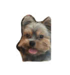swag yorkie（個別スタンプ：3）