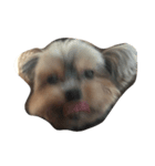 swag yorkie（個別スタンプ：4）