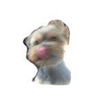 swag yorkie（個別スタンプ：5）