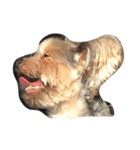 swag yorkie（個別スタンプ：6）