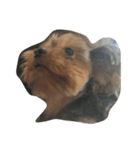 swag yorkie（個別スタンプ：7）