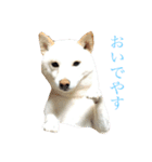 表情豊かな白柴（個別スタンプ：1）
