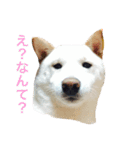表情豊かな白柴（個別スタンプ：2）