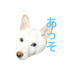 表情豊かな白柴（個別スタンプ：4）