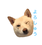 表情豊かな白柴（個別スタンプ：5）