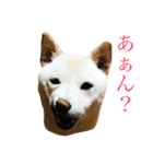 表情豊かな白柴（個別スタンプ：7）