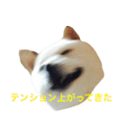 表情豊かな白柴（個別スタンプ：8）