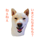表情豊かな白柴（個別スタンプ：10）