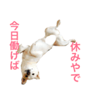 表情豊かな白柴（個別スタンプ：12）