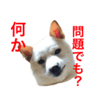表情豊かな白柴（個別スタンプ：13）