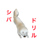 表情豊かな白柴（個別スタンプ：15）
