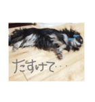ショコラ.モコ.クウ.リク（個別スタンプ：4）