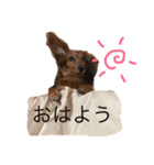 ダックスフンドのななちゃん（個別スタンプ：2）