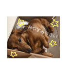 ダックスフンドのななちゃん（個別スタンプ：3）