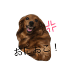 ダックスフンドのななちゃん（個別スタンプ：7）