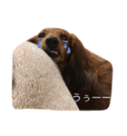 ダックスフンドのななちゃん（個別スタンプ：8）