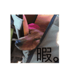 ダックスフンドのななちゃん（個別スタンプ：14）
