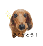 ダックスフンドのななちゃん（個別スタンプ：15）