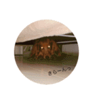 ダックスフンドのななちゃん（個別スタンプ：18）